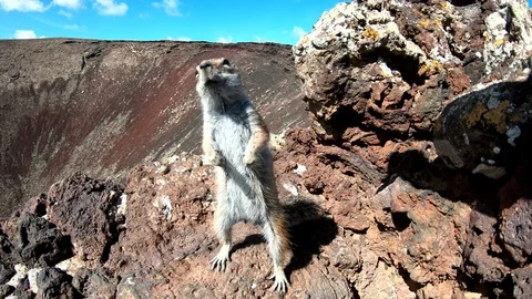 Barbary ground squirrel, Atlantoxerus getulus, Streifenhörnchen, Fuerteventura Stock Footage 87728280