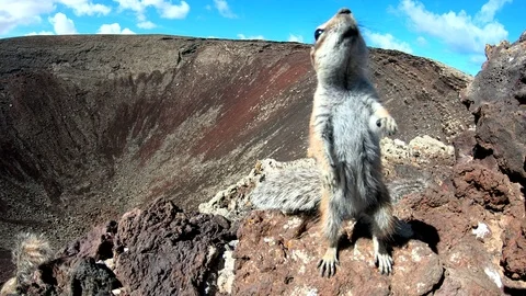 Barbary ground squirrel, Atlantoxerus getulus, Streifenhörnchen, Fuerteventura Stock Footage 87728575