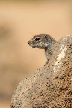 Barbary ground squirrel Stock Photos