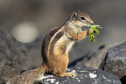 Barbary ground squirrel Stock Photos