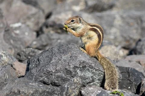 Barbary ground squirrel Stock Photos