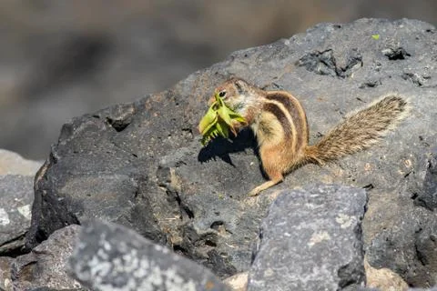 Barbary ground squirrel Stock Photos