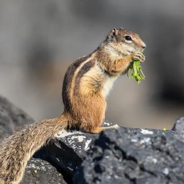 Barbary ground squirrel Stock Photos