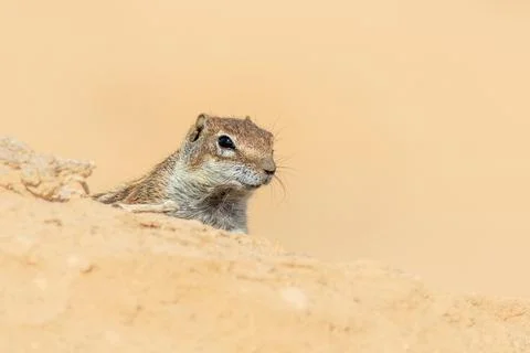 Barbary ground squirrel Stock Photos
