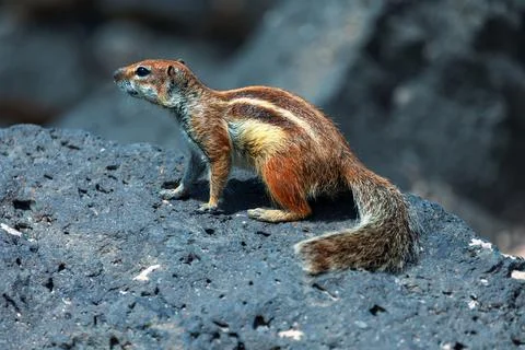 Barbary Ground Squirrel Stock Photos