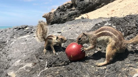 Barbary Ground Squirrels (Atlantoxerus Getulus). Fuerteventura, Spain Stock Footage 108740373