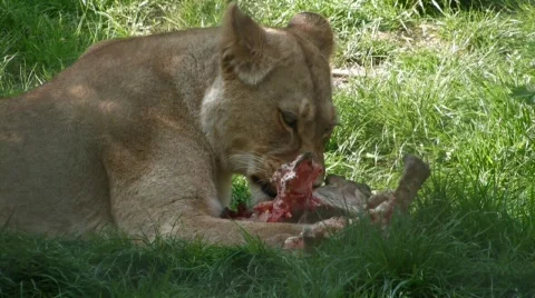 Barbary Lion feasts on bone Stock Footage 372312