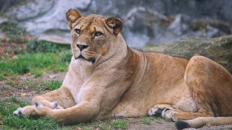 Barbary lion Video stock 101694499