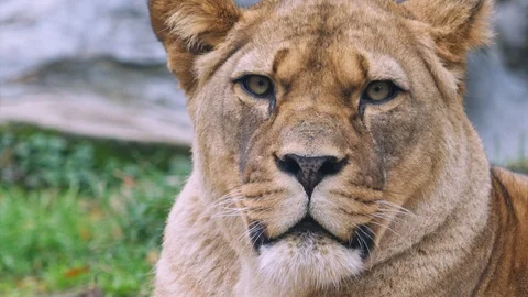 Barbary lion Video stock 101694735