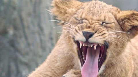 Barbary lion Stock-Footage 101694833