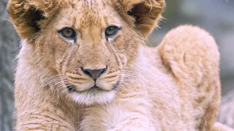 Barbary lion Stock-Footage 101695043