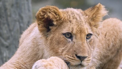 Barbary lion Video stock 101695055