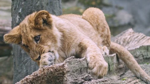 Barbary lion Vidéo 101695090