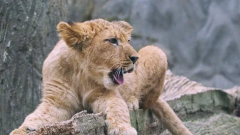 Barbary lion Stock-Footage 101695171