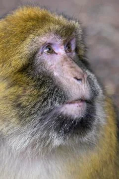 Barbary macaque also Barbary ape or magot Macaca sylvanus portrait Azrou Stock Photos