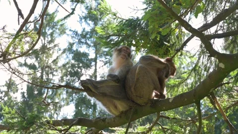 Barbary macaque ape, rhesus monkey, wildlife, habitat jungle, couple rainforest Stock Footage 298654582
