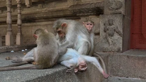Barbary macaque ape, rhesus monkey picking lice from each other, wildlife Stock Footage 307327093