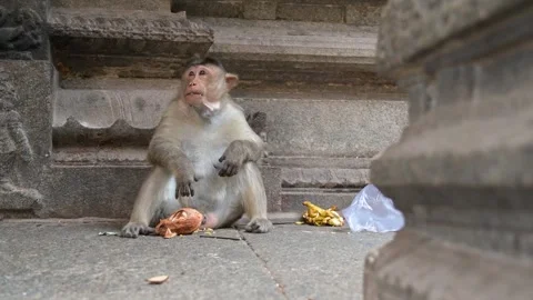 Barbary macaque ape, rhesus monkey infested with worms from fly, parasitic Vidéo 310963977