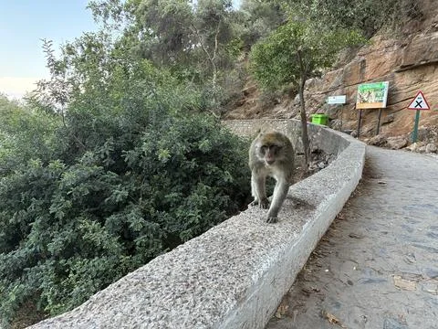 A Barbary macaque in Bejaia Stock Photos