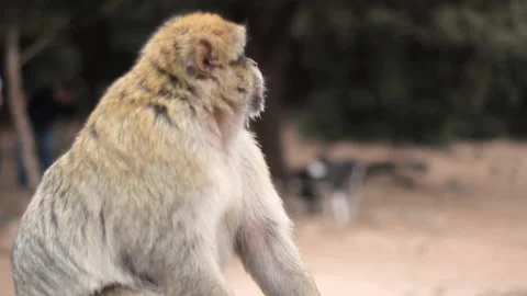 Barbary macaque chewing - Morocco Vídeo Stock 170558517
