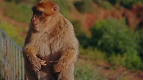 Barbary Macaque Eating A Cookie On Hillside In Morocco 動画素材 339064454