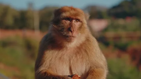 Barbary Macaque Eating A Cookie In The Middle Atlas Morocco Stock Footage 340595354