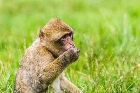 Barbary macaque enjoying some grapes Stock Photos