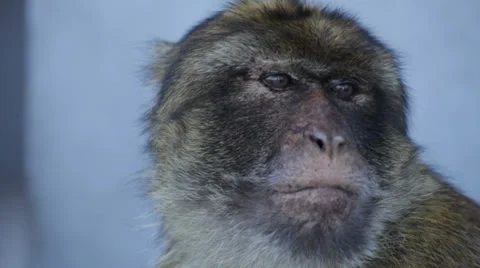Barbary Macaque face Stock Footage 32705008