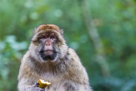 Barbary macaque facing the camera whilst eating Stock Photos