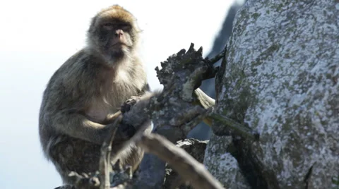 Barbary Macaque 库存影片 32706272