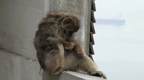 Barbary Macaque in Gibraltar 库存影片 30563613