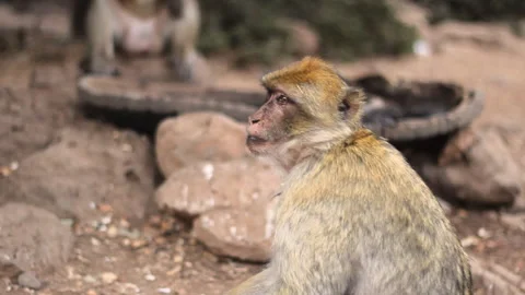 Barbary macaque  looking to camera- Morocco Vídeo Stock 170556974
