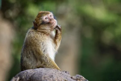 Barbary macaque - Macaca sylvanus also Barbary ape or magot, found in the Atl Stock Photos