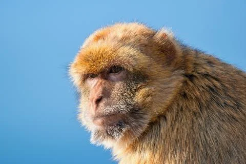 The Barbary macaque (Macaca sylvanus), also known as Barbary ape. Gibraltar R Stock Photos