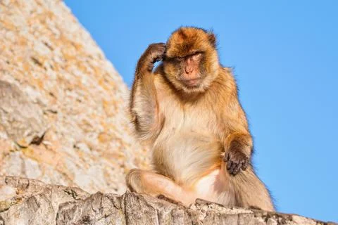 The Barbary macaque (Macaca sylvanus), also known as Barbary ape. Gibraltar R Фото