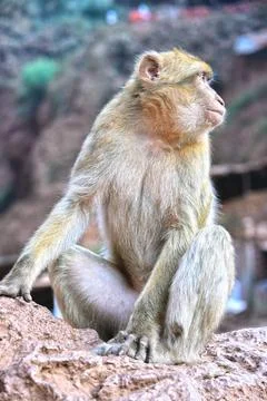 Barbary macaque (Macaca sylvanus) Barbary macaque (Macaca sylvanus), at th... Stock Photos