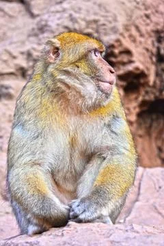 Barbary macaque (Macaca sylvanus) Barbary macaque (Macaca sylvanus), at th... Stock Photos