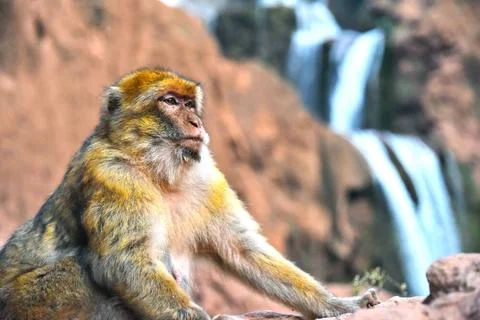 Barbary macaque (Macaca sylvanus) Barbary macaque (Macaca sylvanus), at th... Stock Photos