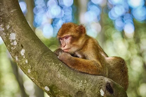 Barbary Macaque (Macaca Sylvanus) Barbary Macaque (Macaca Sylvanus) on the... Stock Photos