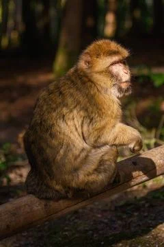 Barbary Macaque (Macaca Sylvanus) Barbary Macaque (Macaca Sylvanus) on the... Stock Photos