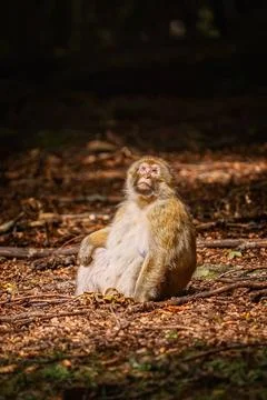 Barbary Macaque (Macaca Sylvanus) Barbary Macaque (Macaca Sylvanus) Sittin... Stock Photos