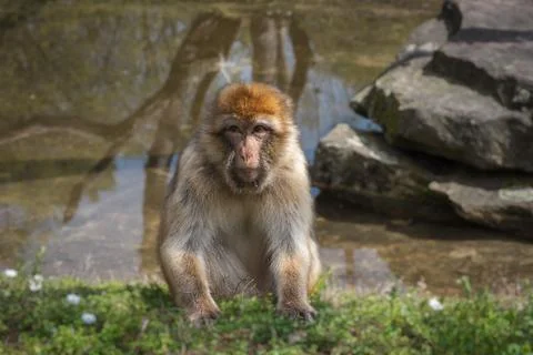 Barbary macaque, Macaca sylvanus, Barbary ape. Portrait Stock Photos