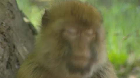 Barbary Macaque (macaca sylvanus) chewing on piece of fruit Stock Footage