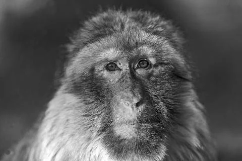 The Barbary macaque (Macaca sylvanus), Closeup of the face of a macaque monkey Stock Photos