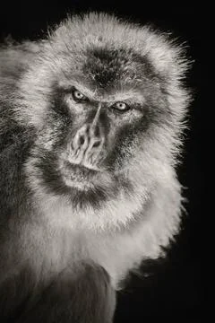 Barbary Macaque (Macaca Sylvanus) Closeup Portrait of Barbary Macaque (Mac... Stock Photos