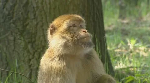 Barbary Macaque (macaca sylvanus) eats fruit. Stock Footage 20537805