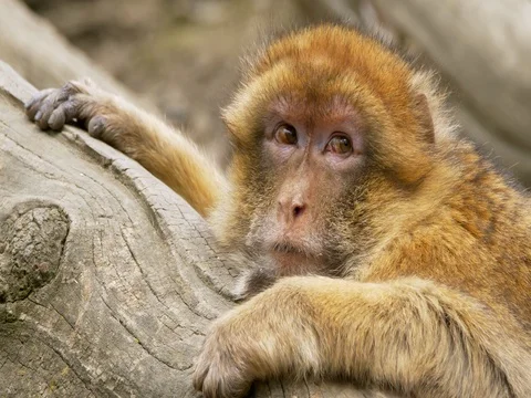 Barbary macaque (Macaca sylvanus) Stock Footage 80909429