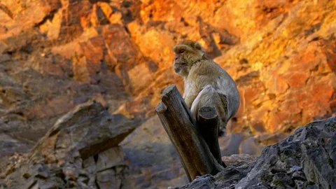 Barbary macaque (Macaca sylvanus) Video stock 97964083