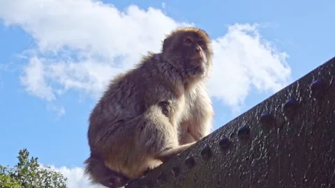 Barbary macaque (Macaca sylvanus) looking at a distant view Stock Footage 336620187