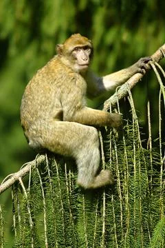 Barbary macaque (Macaca sylvanus) Macaca sylvana Foto stock
